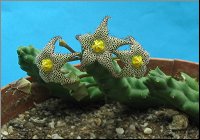 Piaranthus comptus  